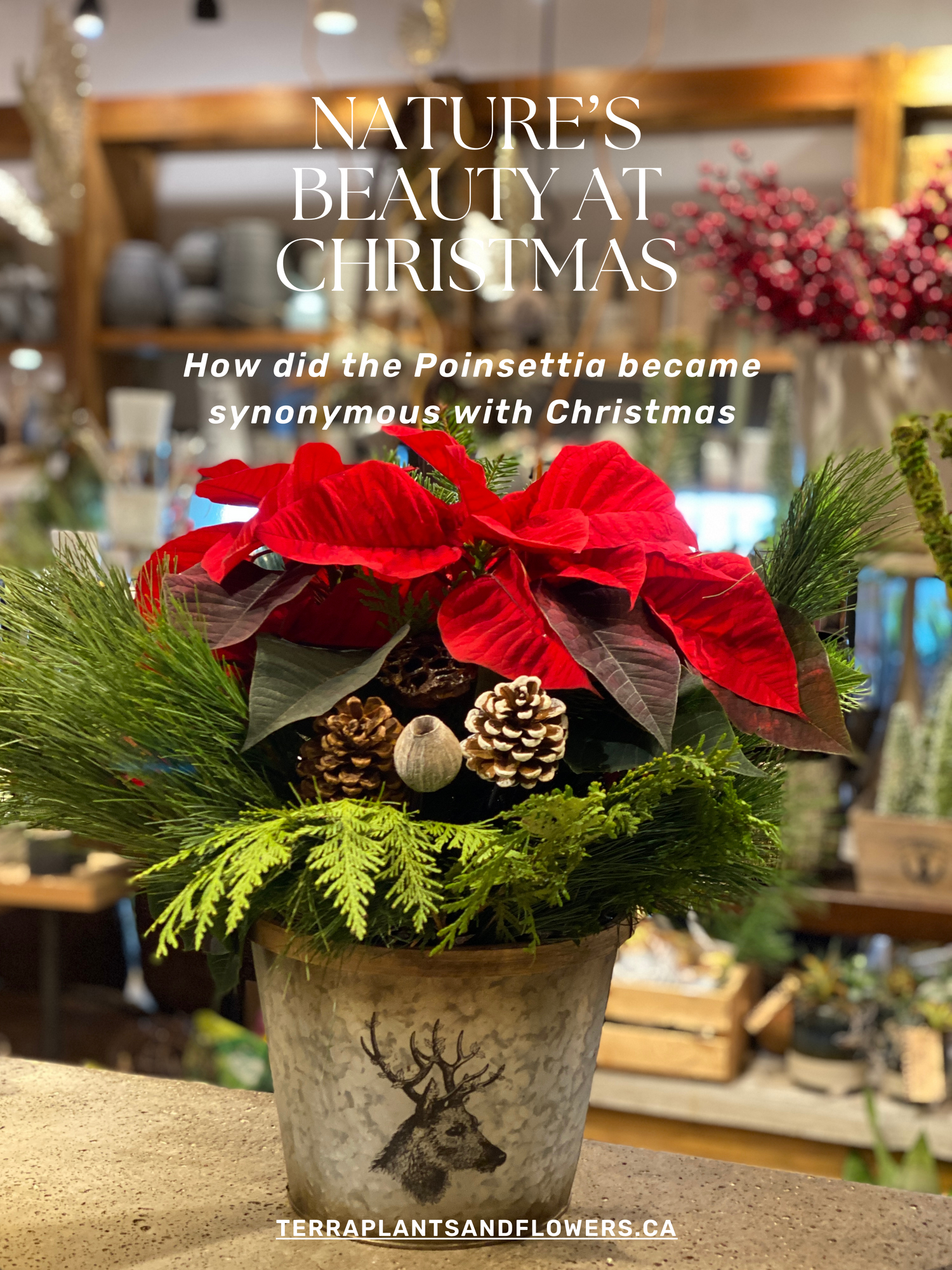Why the Poinsettia is so well-known as a Christmas flower