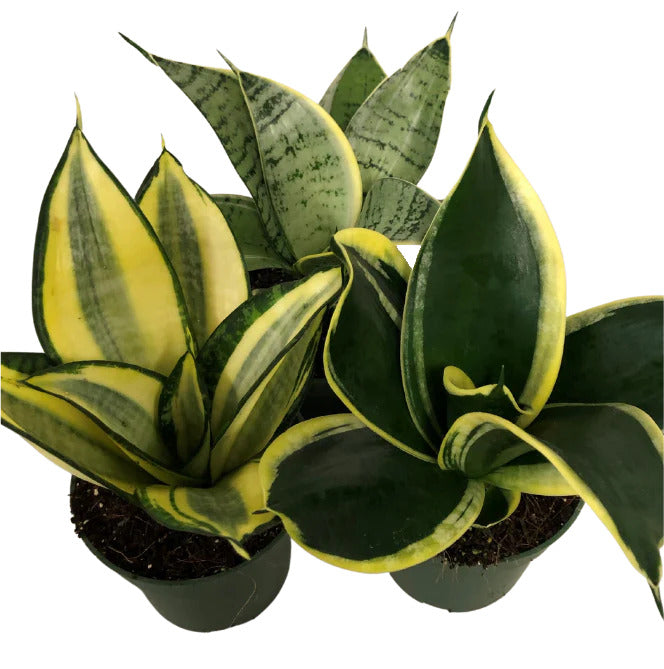 Best Home Office Plants to Boost Productivity and Focus