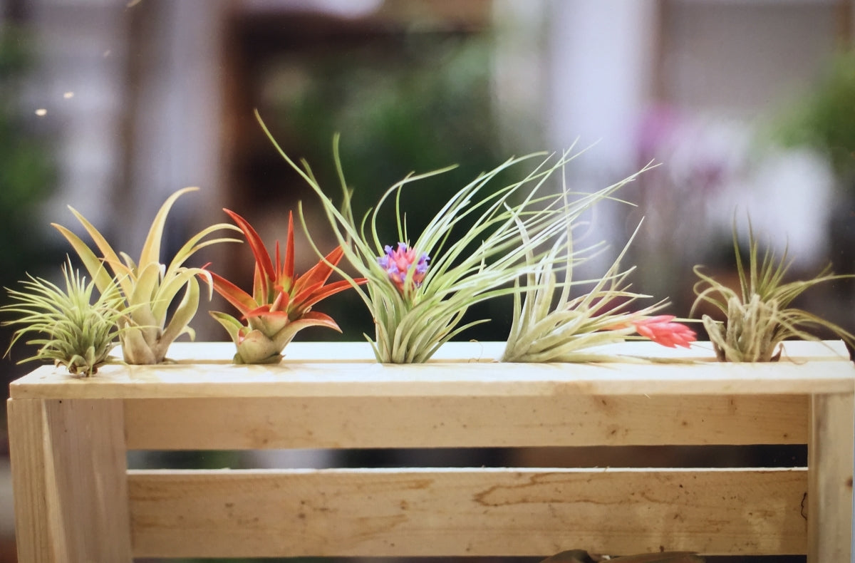 What Are Air Plants? Unveiling the Mystique of Tillandsia