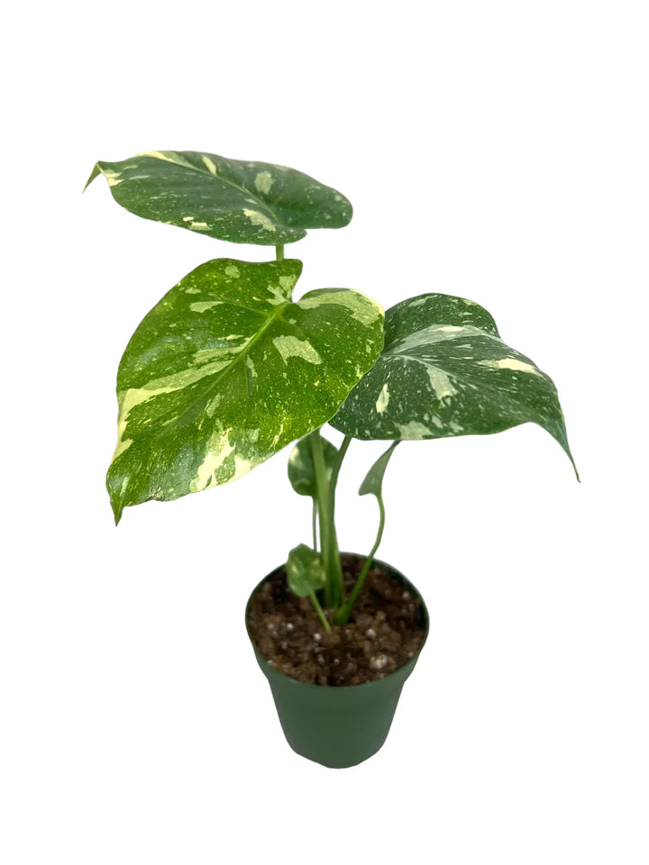 Monstera Thai Constellation 4" Pot