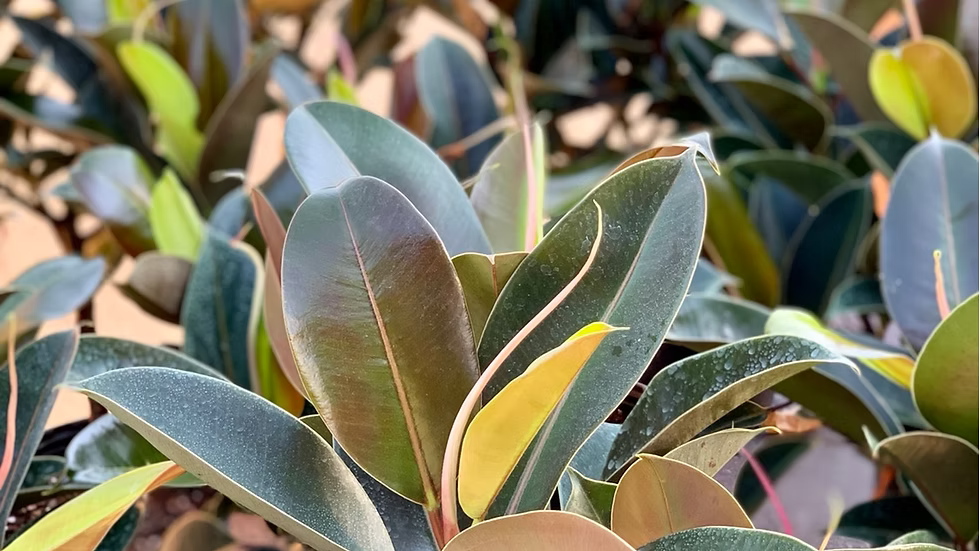 Ficus Melany 10"