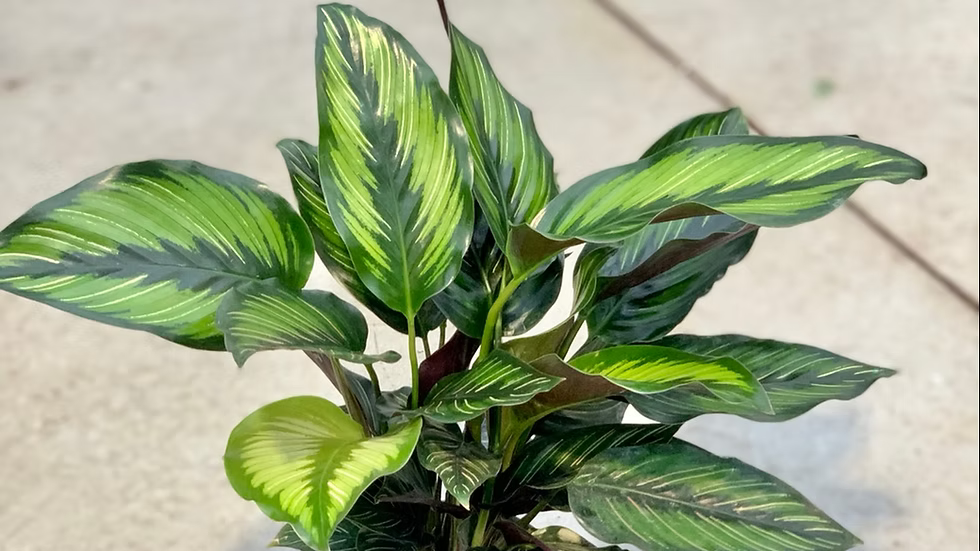 Calathea Ornata