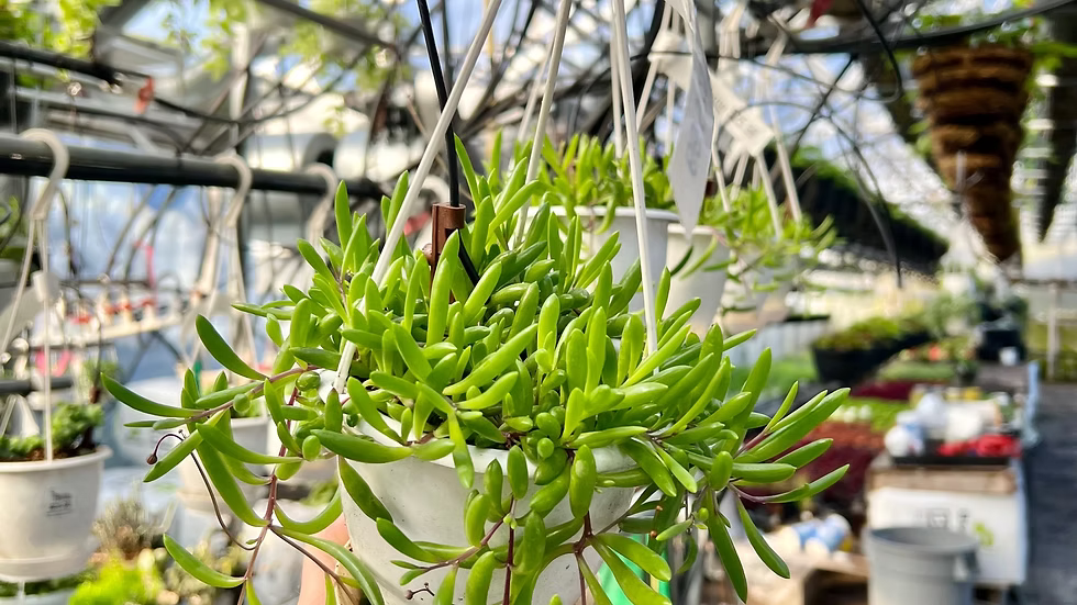 String of Ruby Necklace HB
