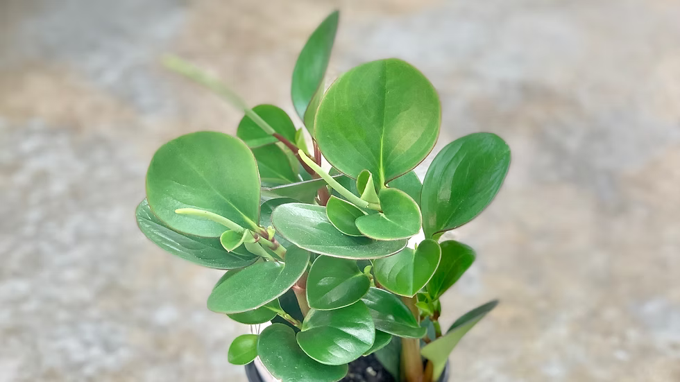 Peperomia Plants Mixed