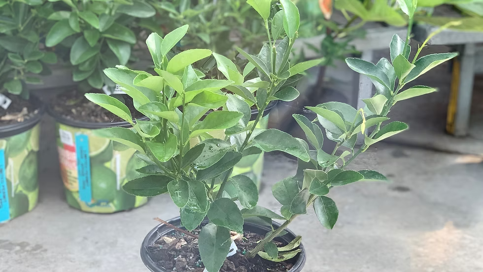Lime tree