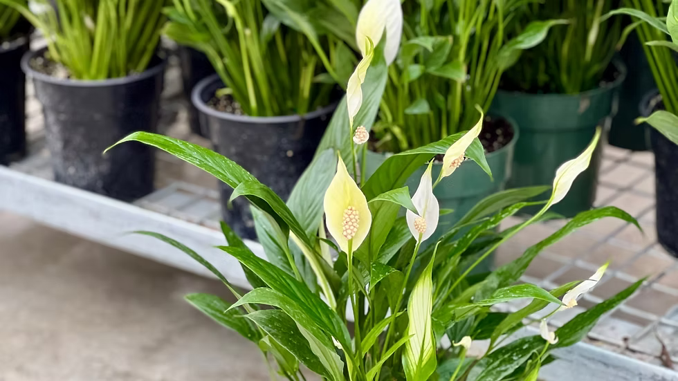 Peace Lily Plants (Various Sizes)