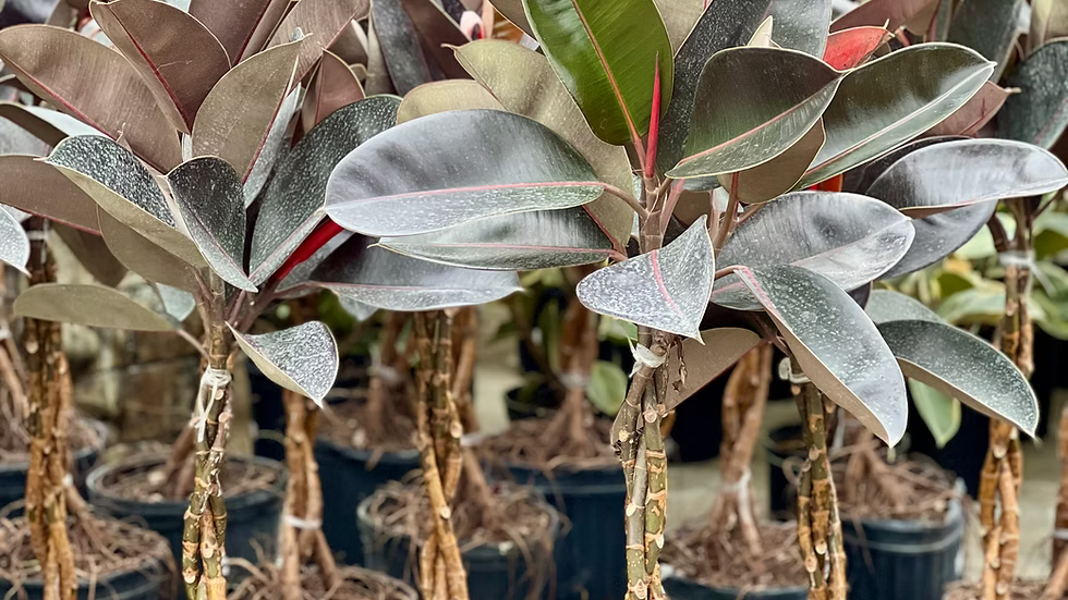 Ficus Burgundy