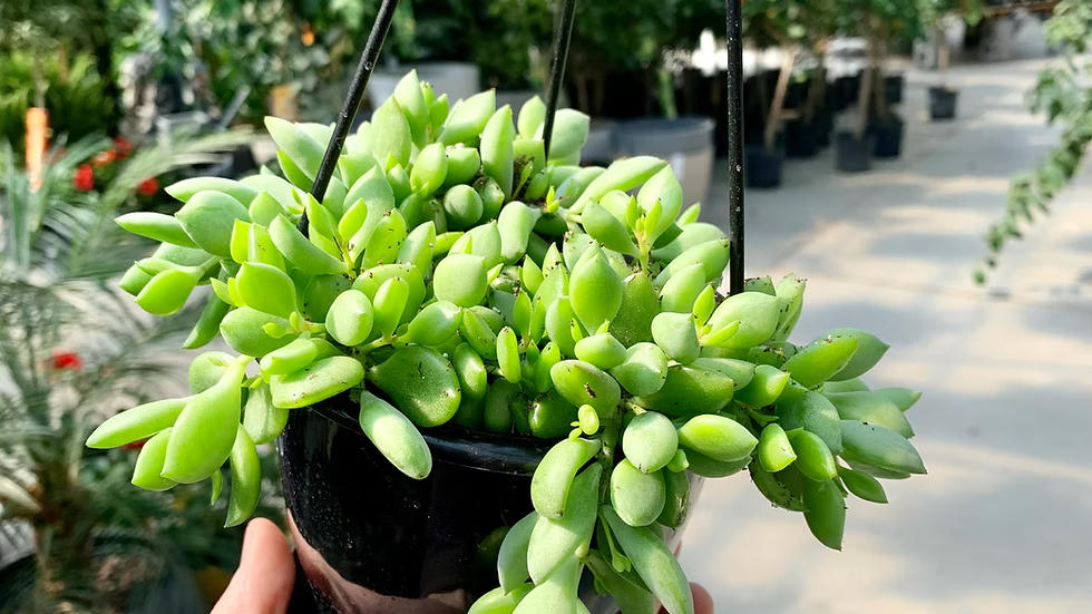 Cotyledon Pendens HB