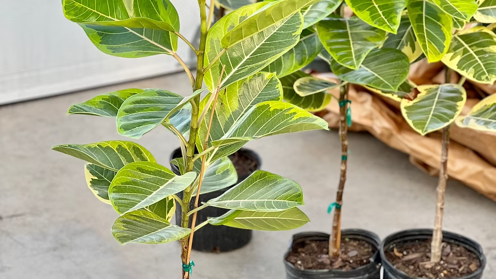 10" Ficus Golden Gem Standard