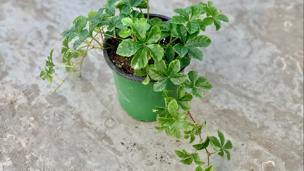 Sugar Vine