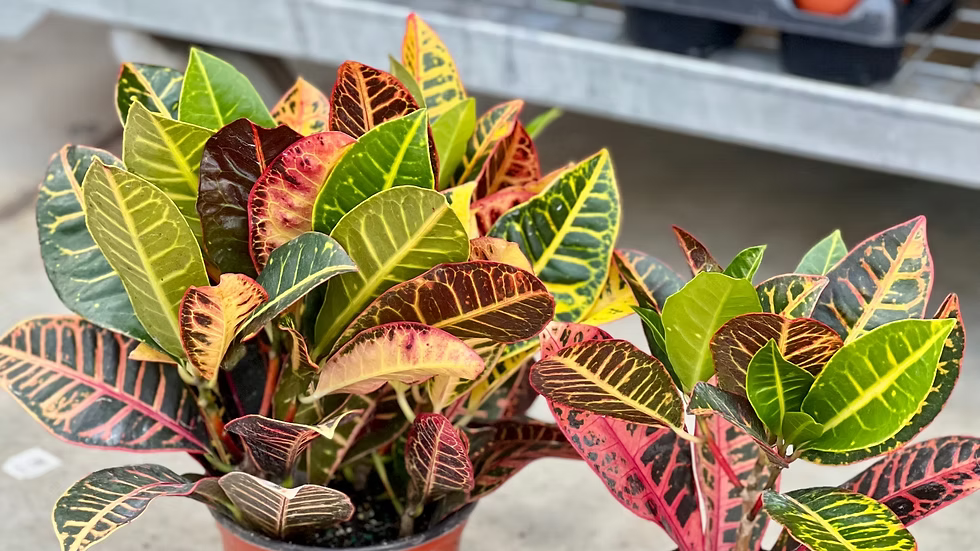Croton Petra