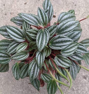 Peperomia San Marino