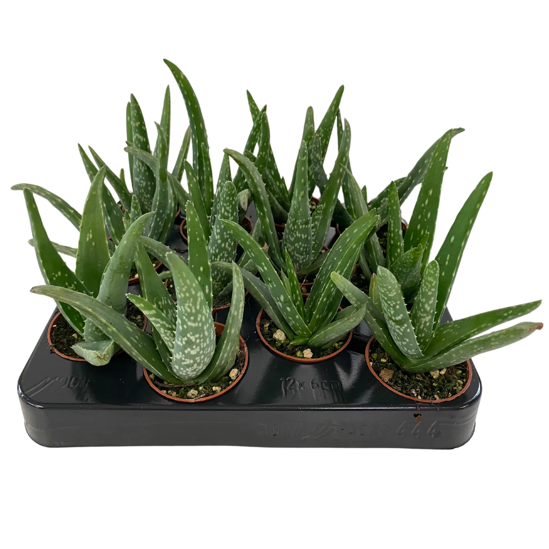 2.5" Aloe plant