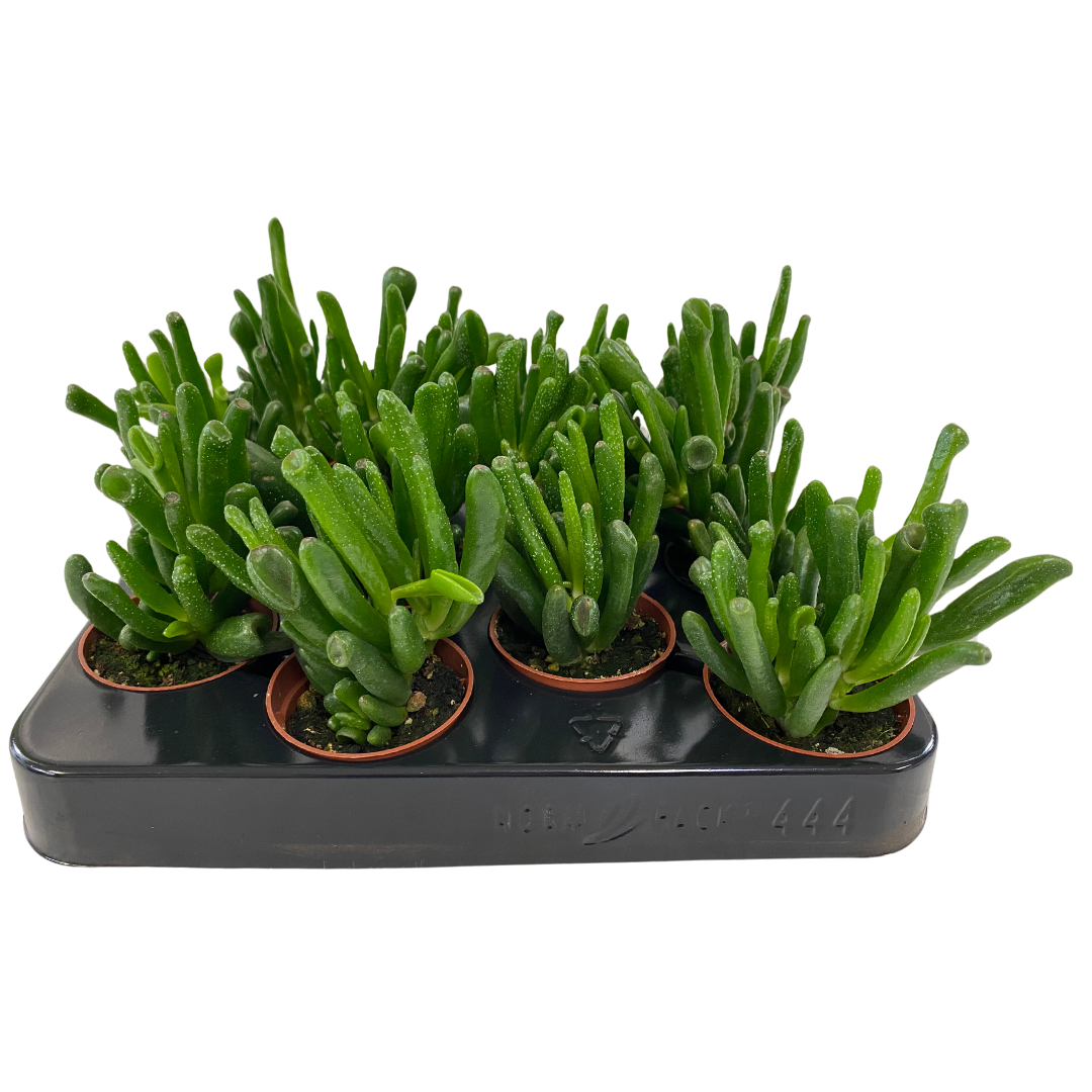 Crassula Ovata Horntree (Various Sizes)