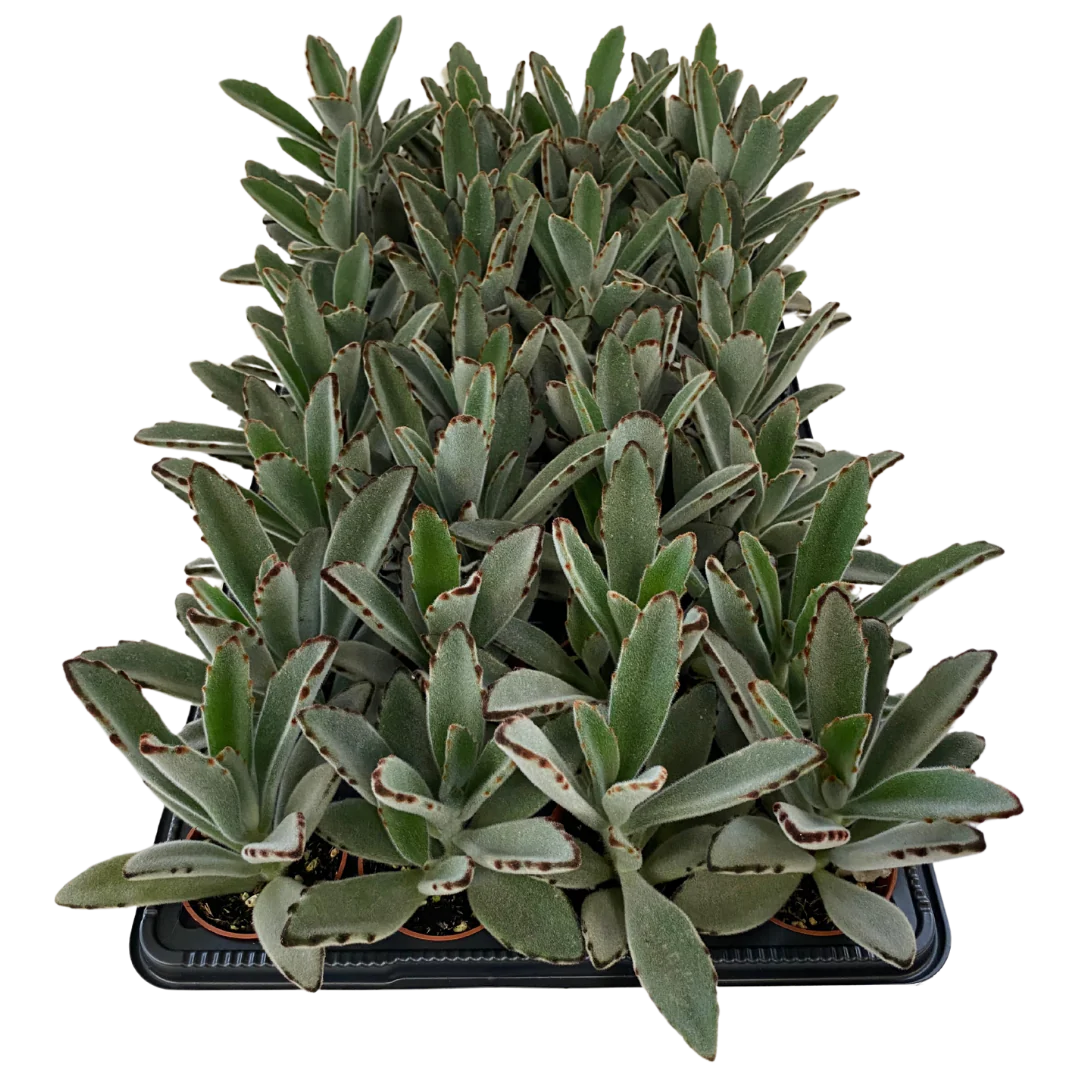 2.5" Kalanchoe Tomentosa