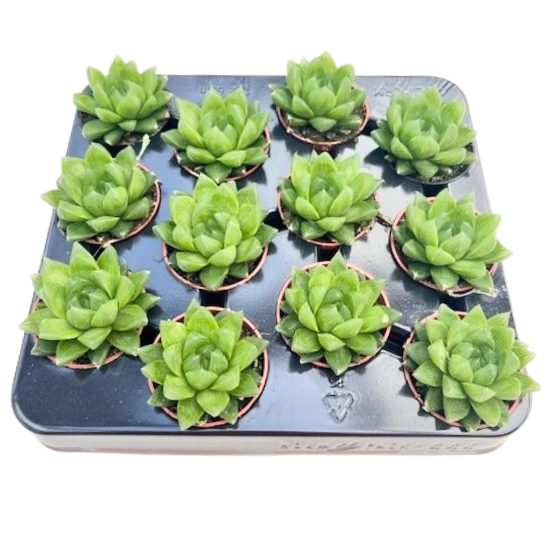 2.5" Hawarthia Cooperi