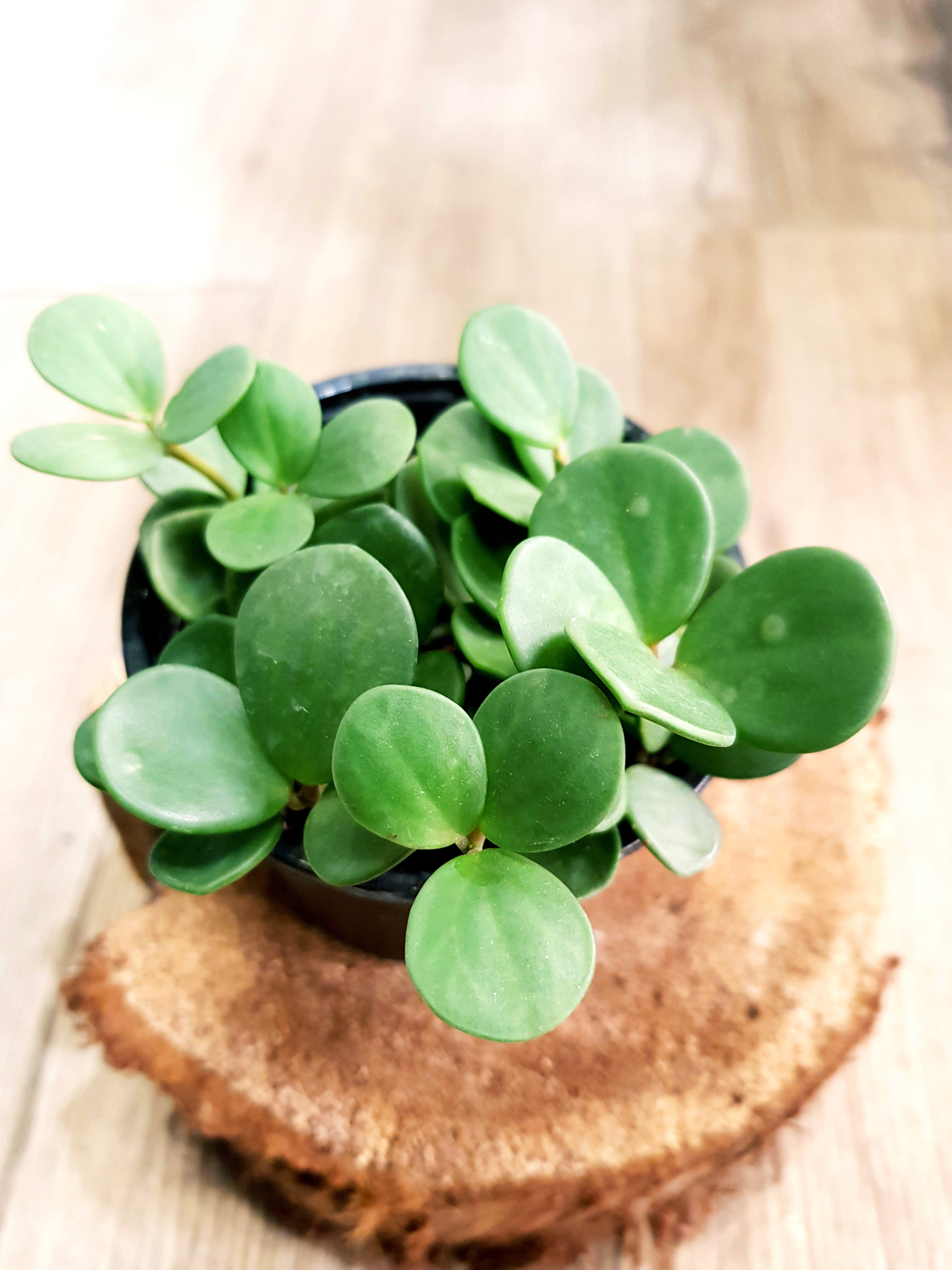 Peperomia Hope