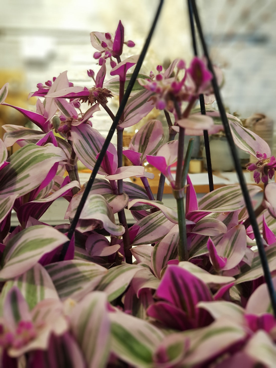 Tradescantia Nanouk (or Bubblegum)