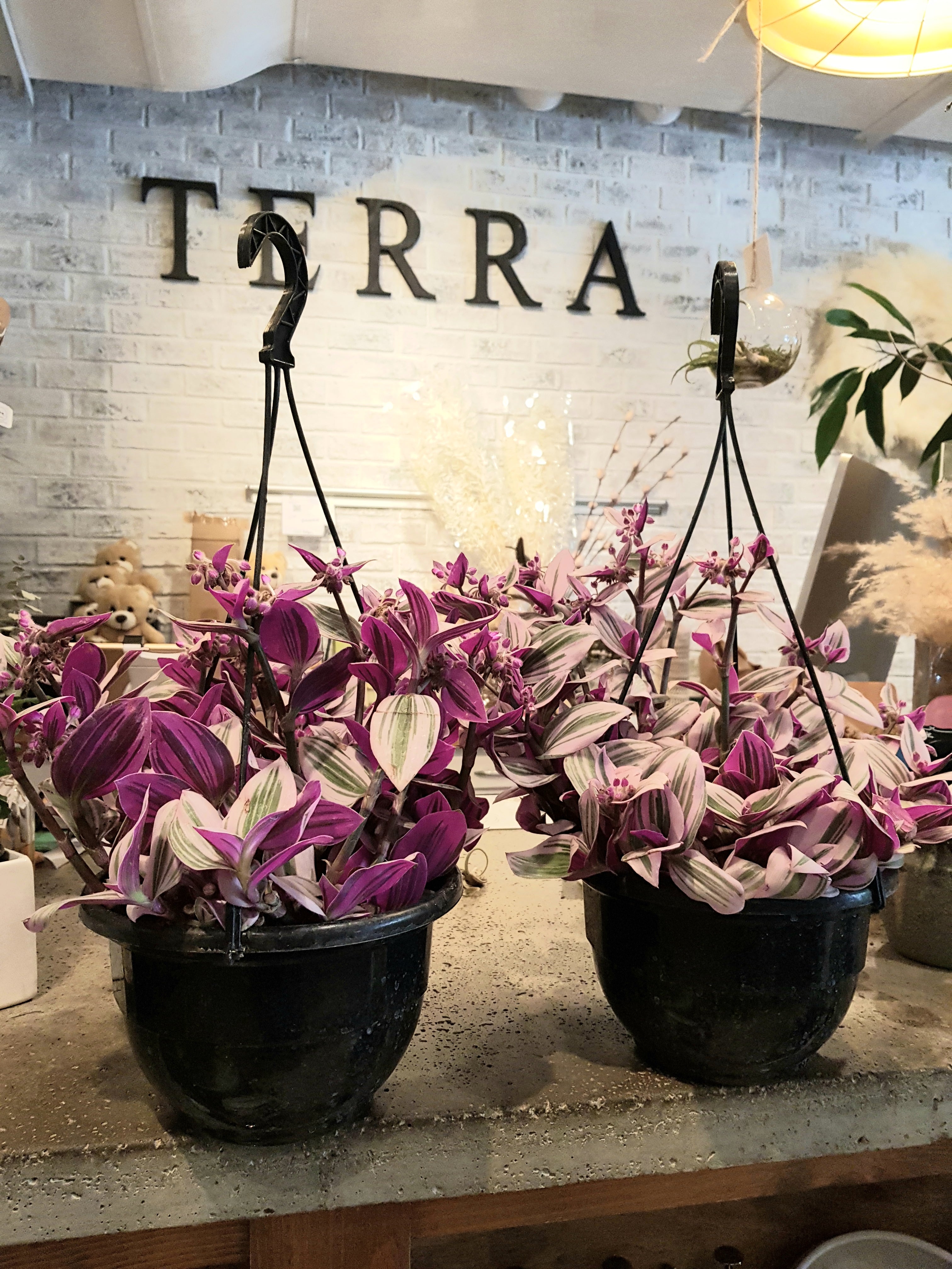 Tradescantia Nanouk (or Bubblegum)