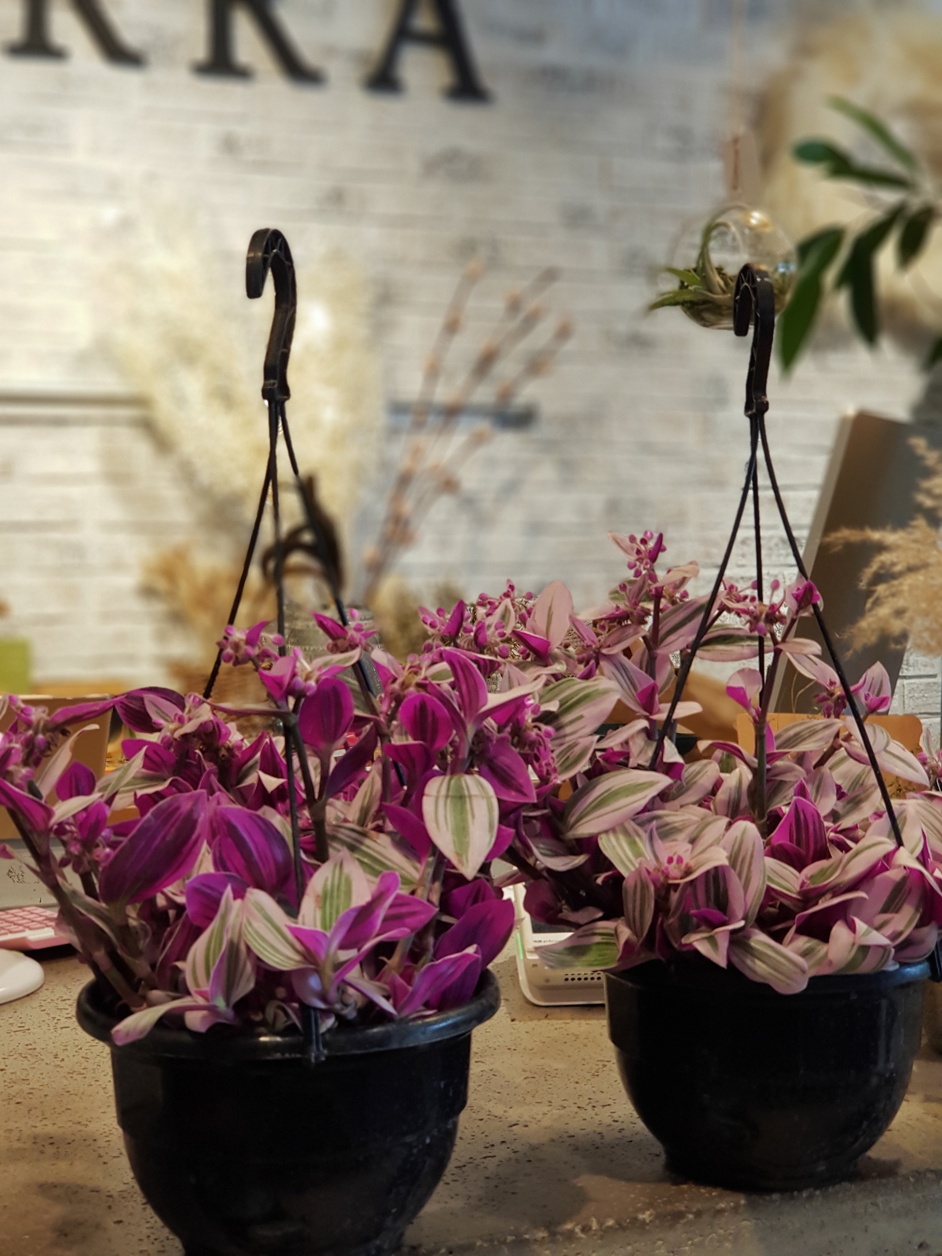 Tradescantia Nanouk (or Bubblegum)