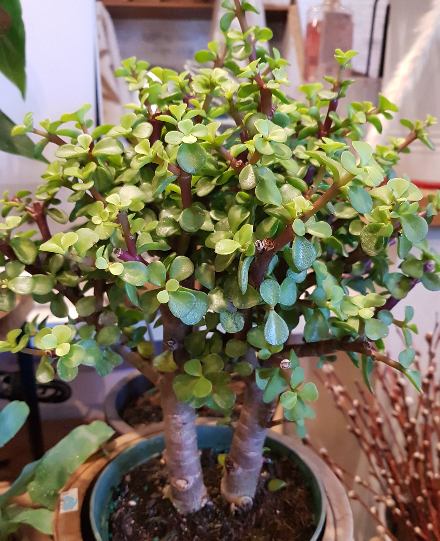 6" Portulacaria Afra Tree Jade (Bonsai)