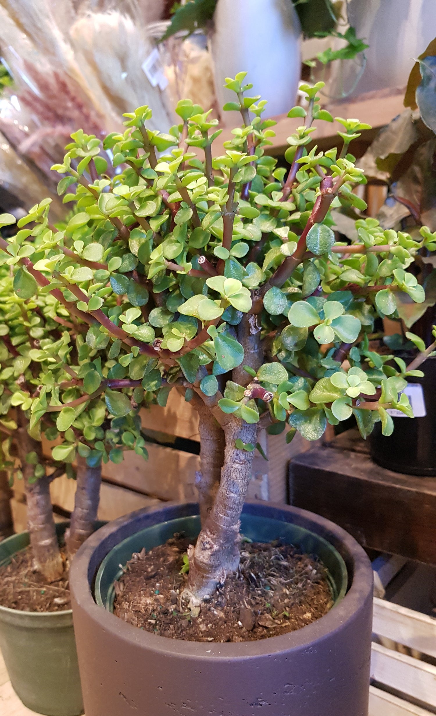 6" Portulacaria Afra Tree Jade (Bonsai)