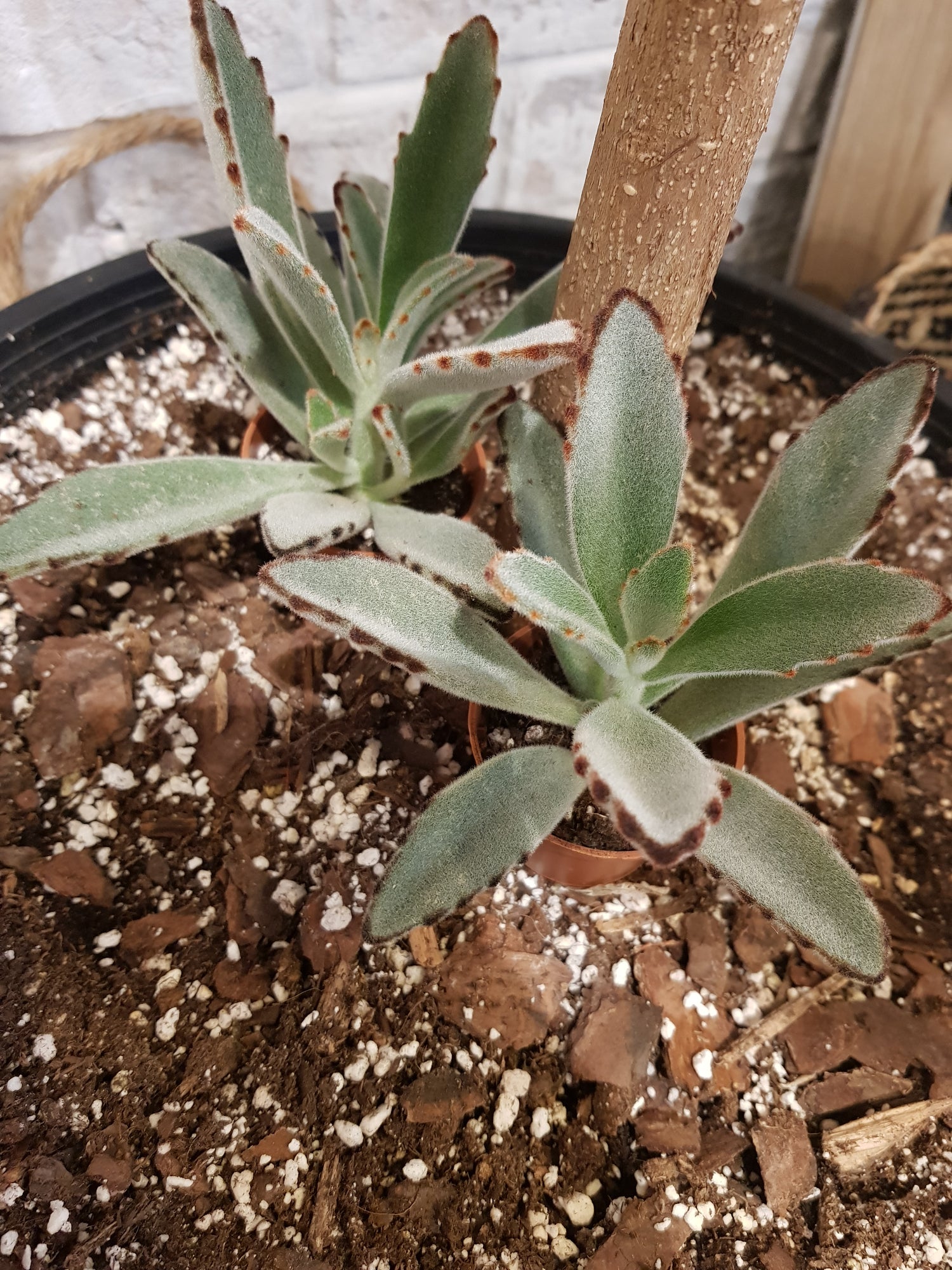 2.5" Kalanchoe Tomentosa