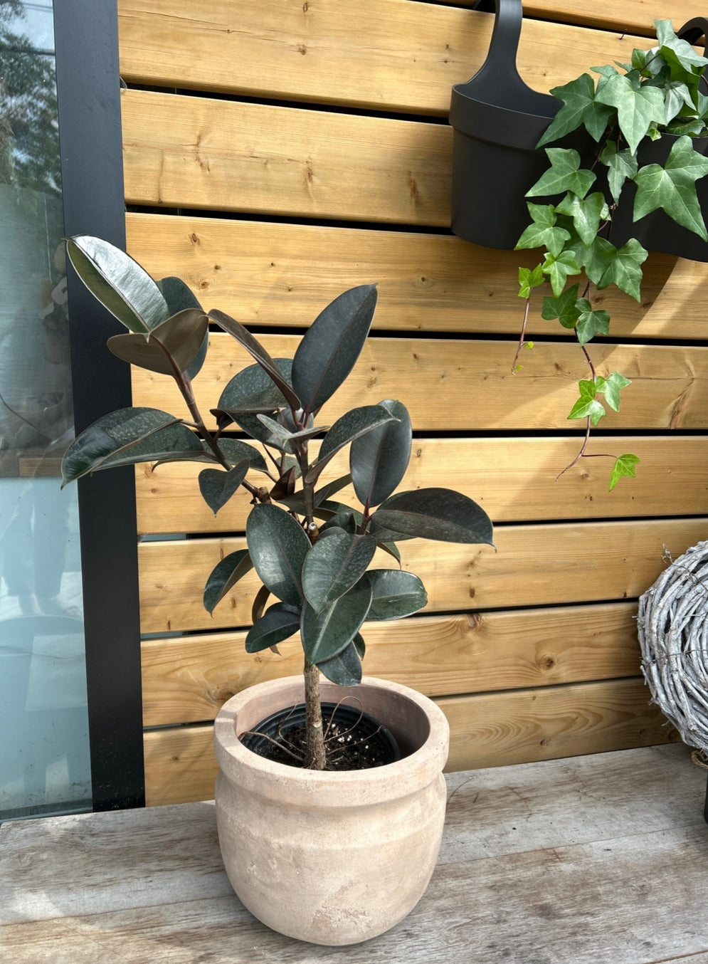 Ficus Burgundy Arbre-Tree(8")