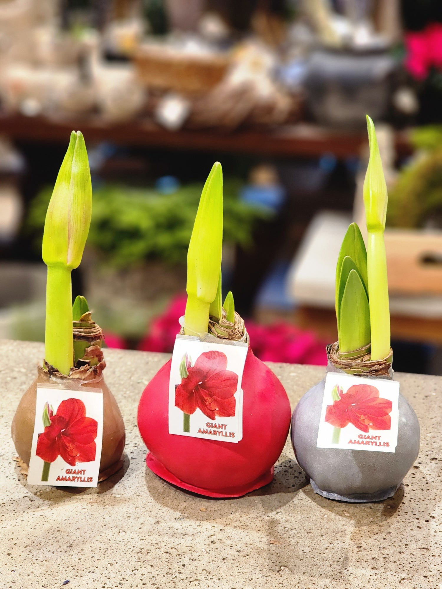 6" Amaryllis in Wax