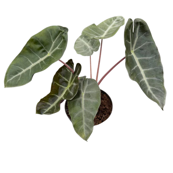 Alocasia Pink Dragon