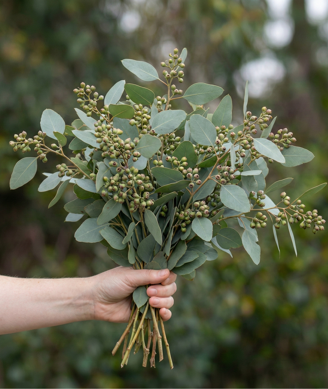 Eucalyptus Seeded