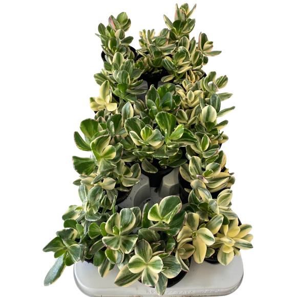3.5" Crassula Ovata Variegata
