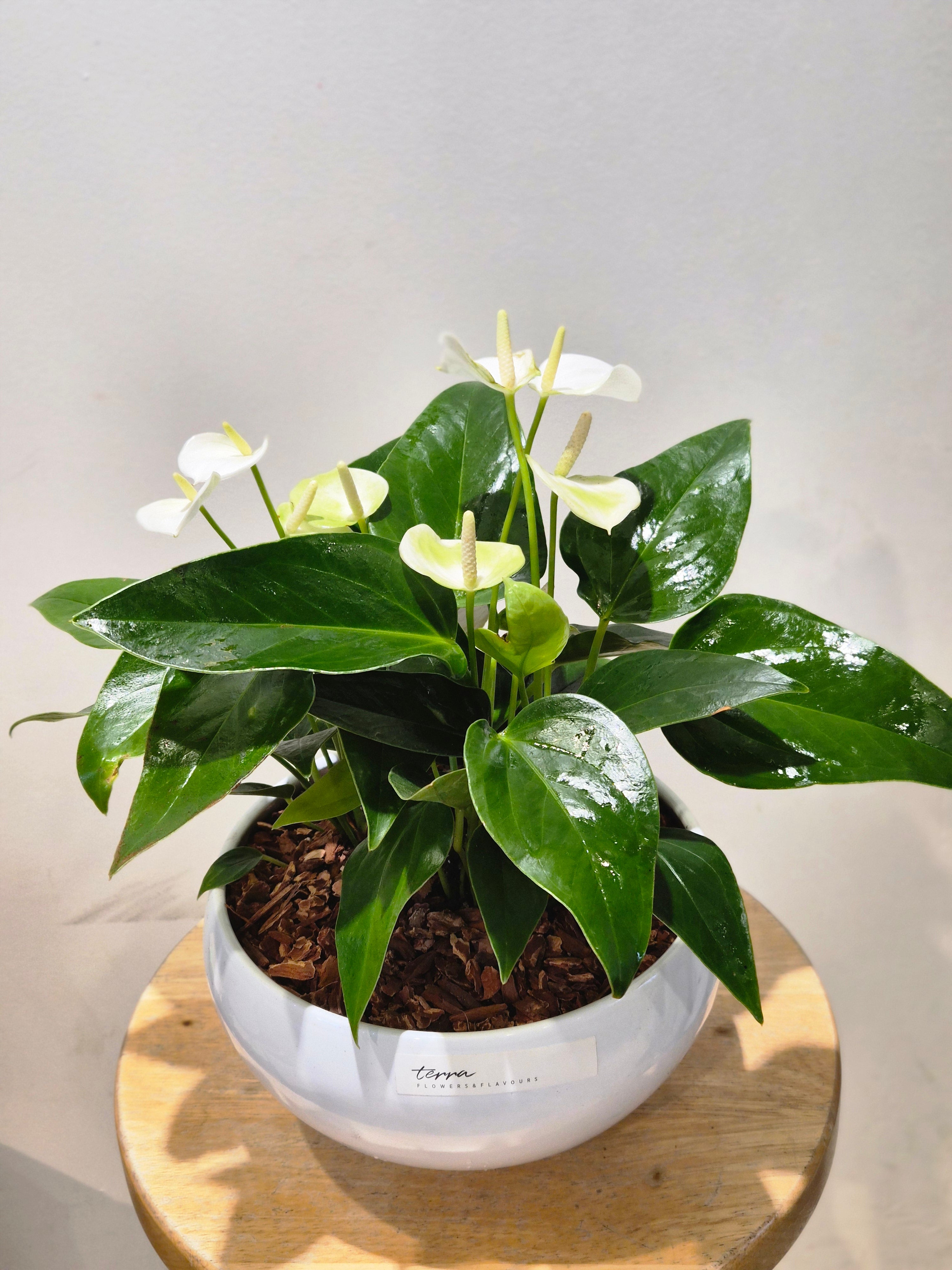 Mini White Anthurium Bowl
