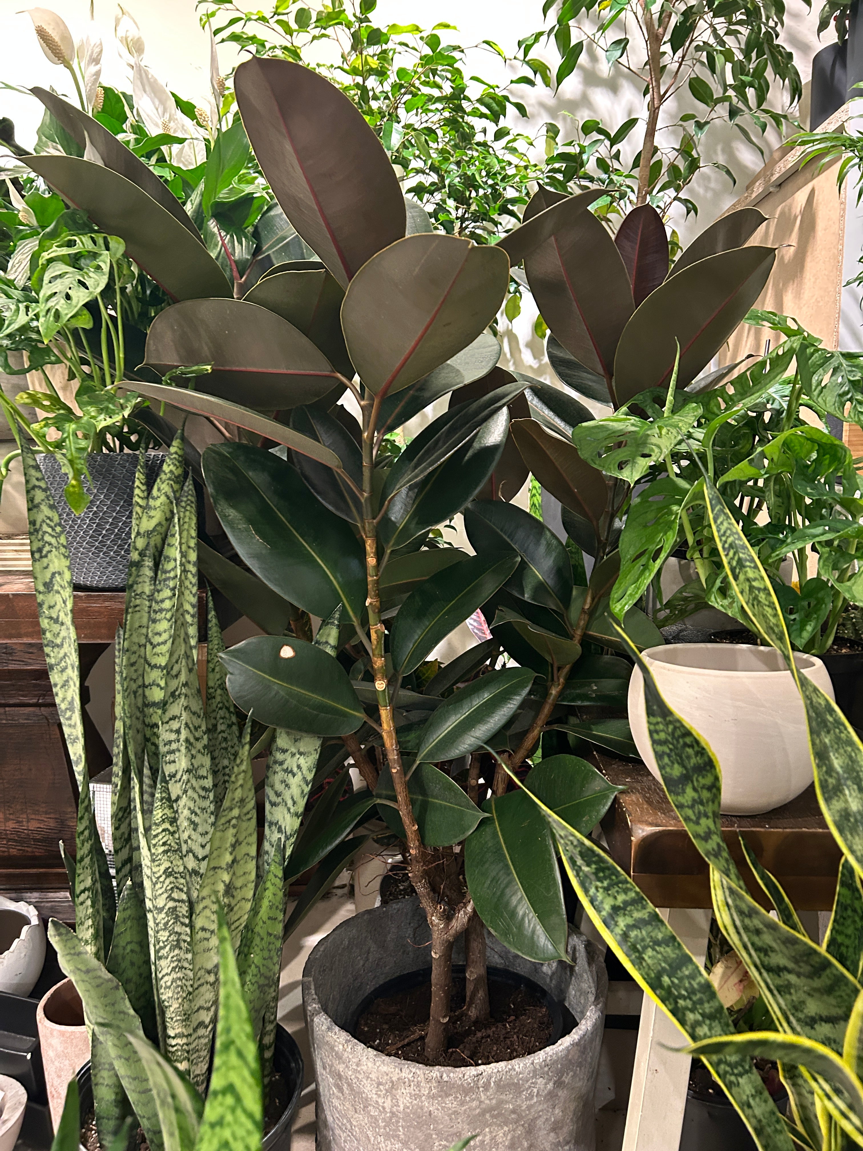 Ficus Burgundy