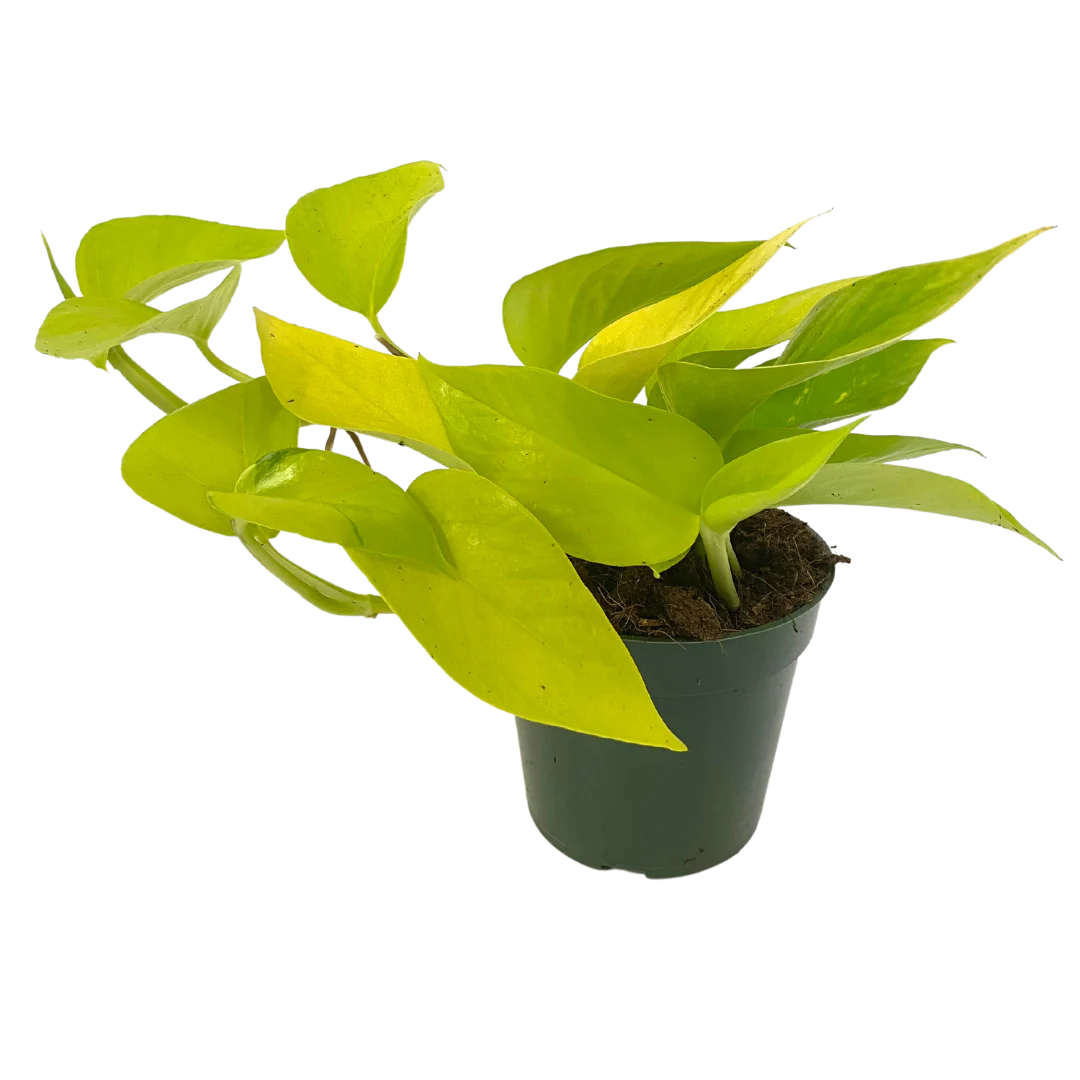 Pothos (Various Sizes)
