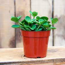 Tiny Peperomia Hope