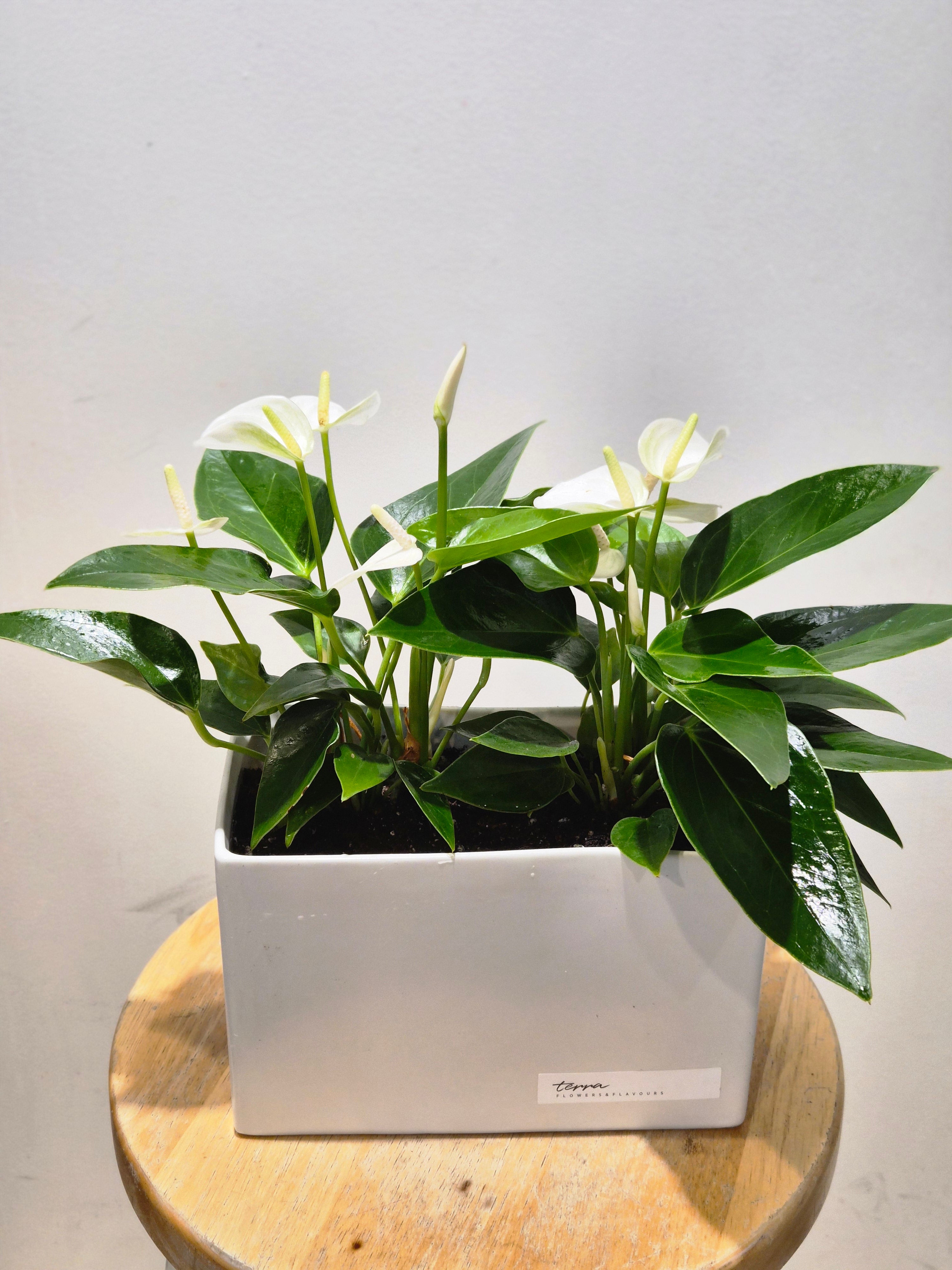 Mini White Anthurium Bowl
