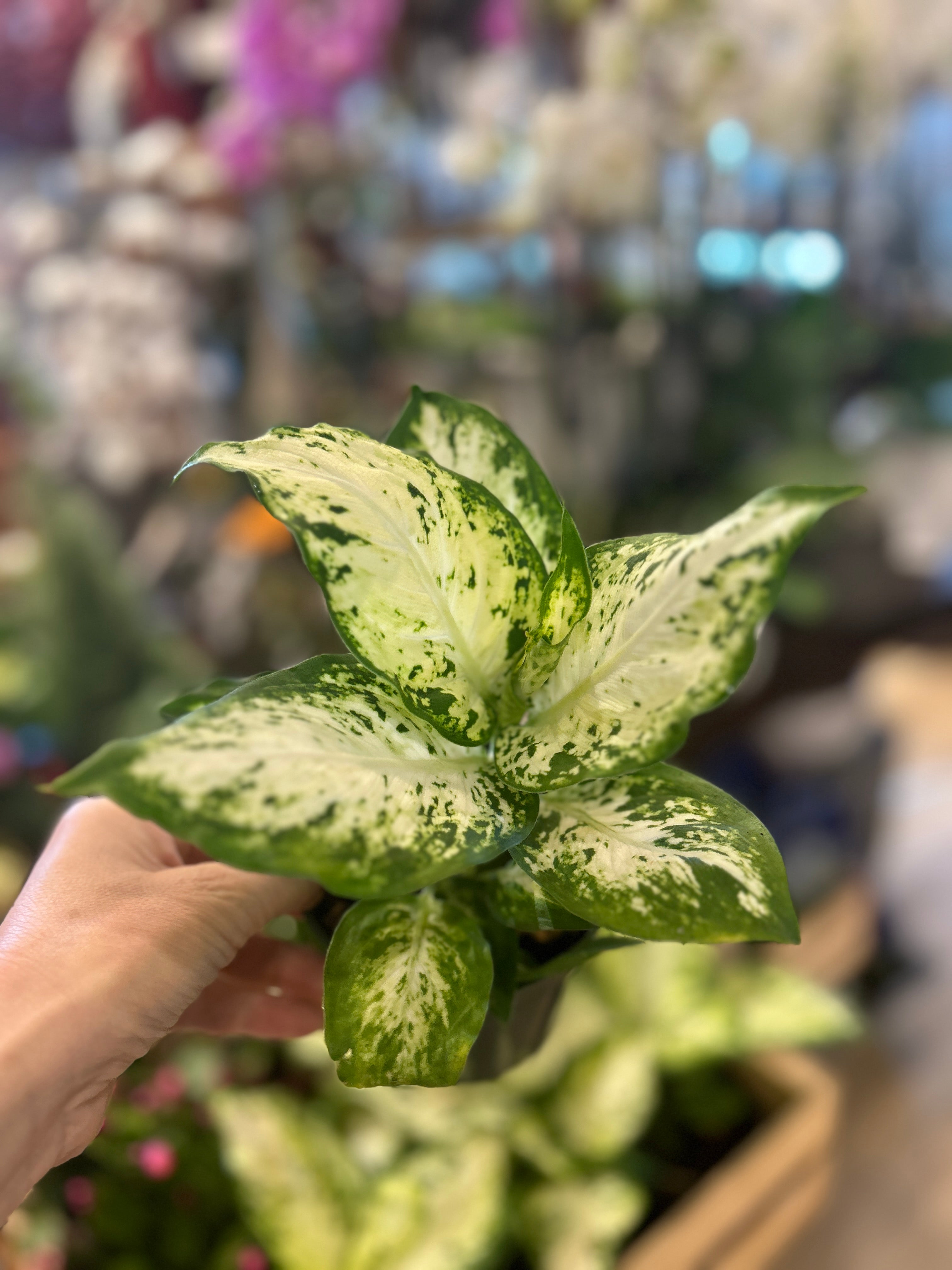 Dieffenbachia Amy