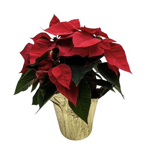 Poinsettia