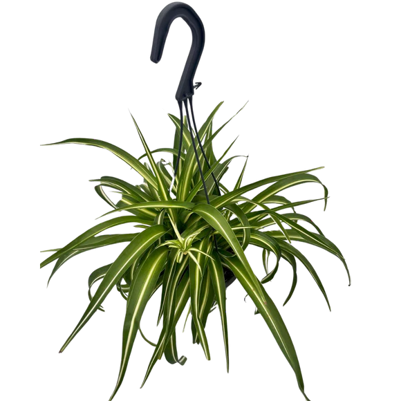 Spider Plants (Various Sizes)