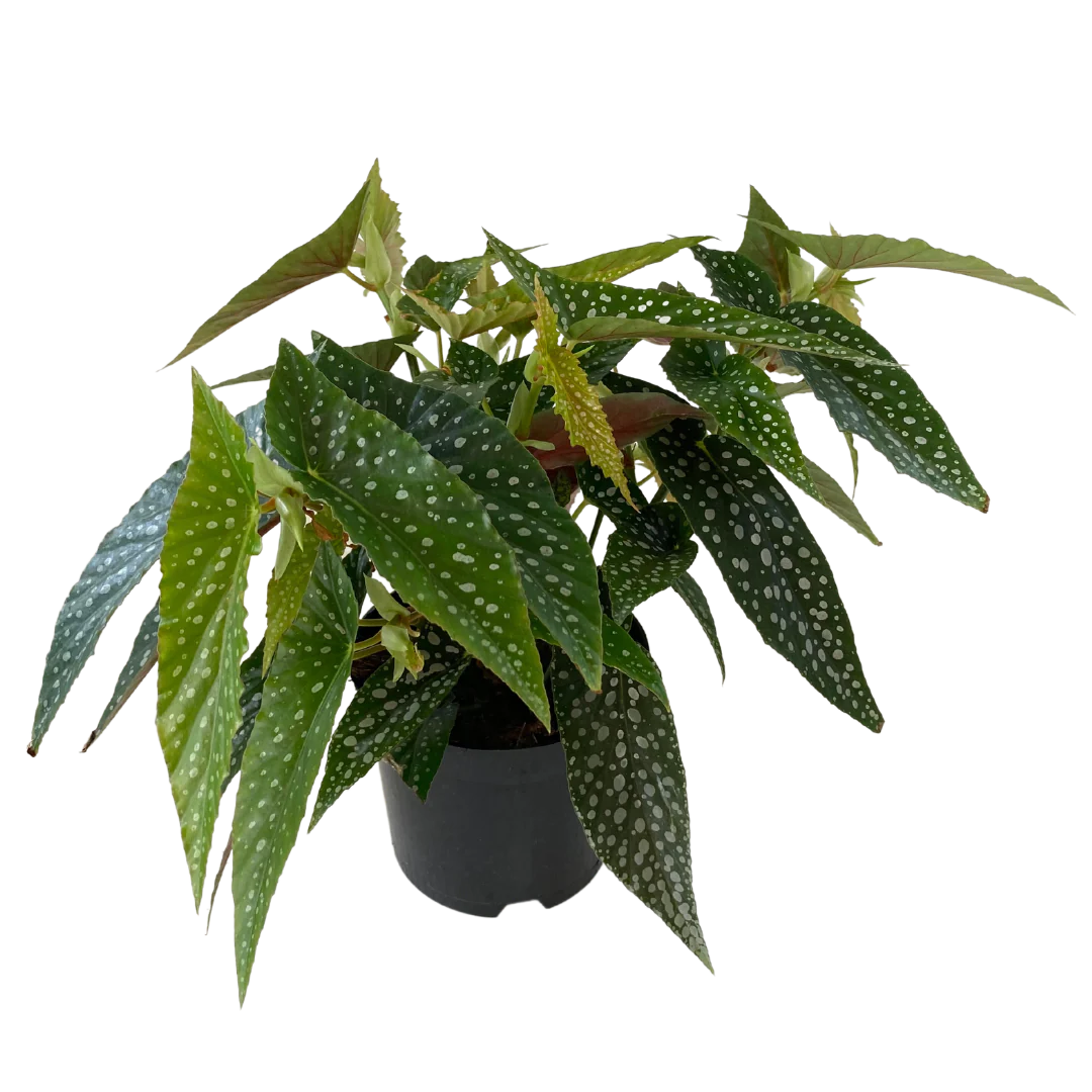 Begonia Maculata
