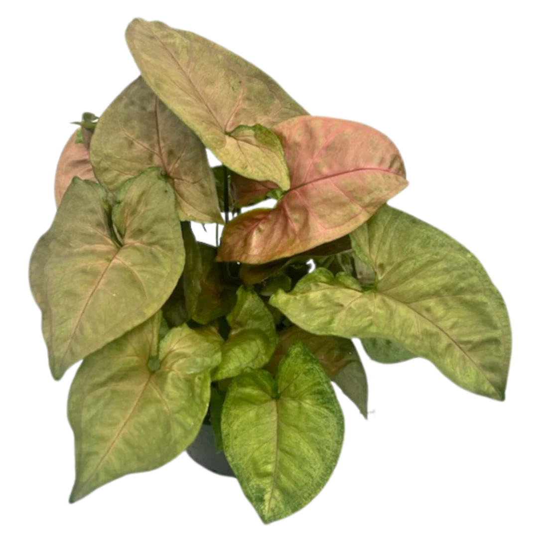 6" Syngonium Merry Maria