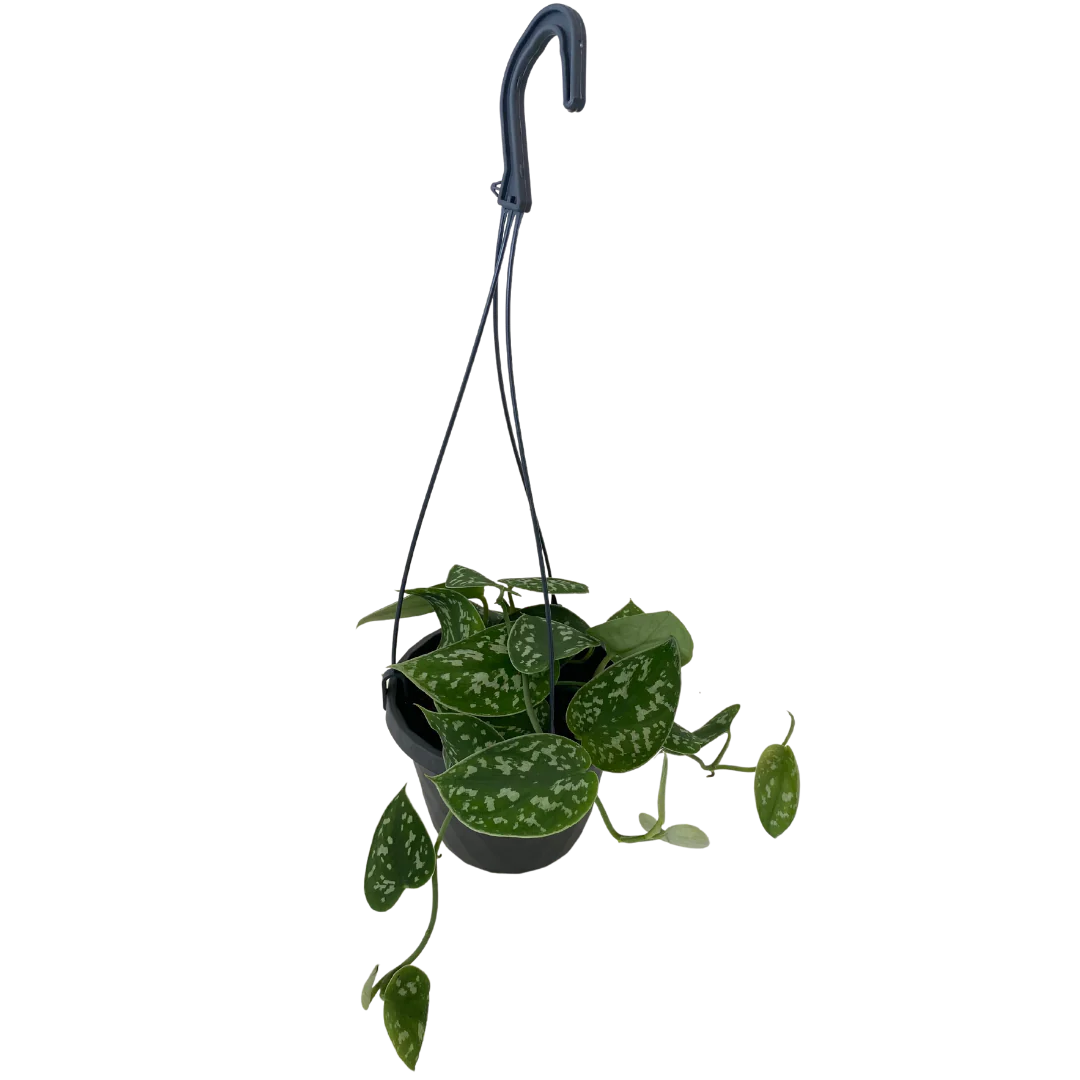 Scindapsus Pictus plants