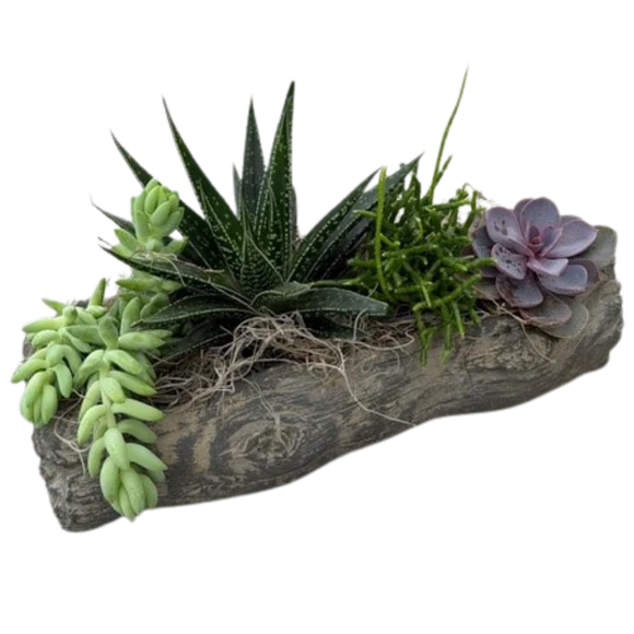 Concrete Succulent Large Log