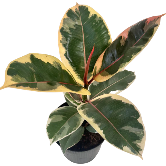 Ficus Elastica Rubber Plant