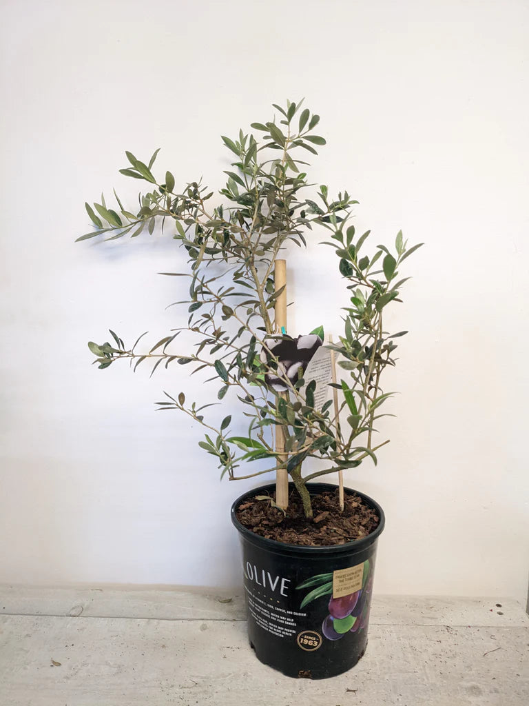 10" Olivier - Olive tree