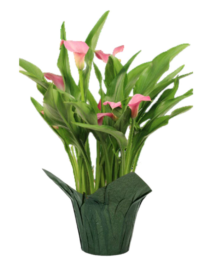 Calla Lily Arrangement