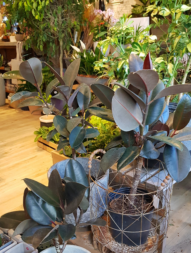 Ficus Burgundy Arbre-Tree(8")