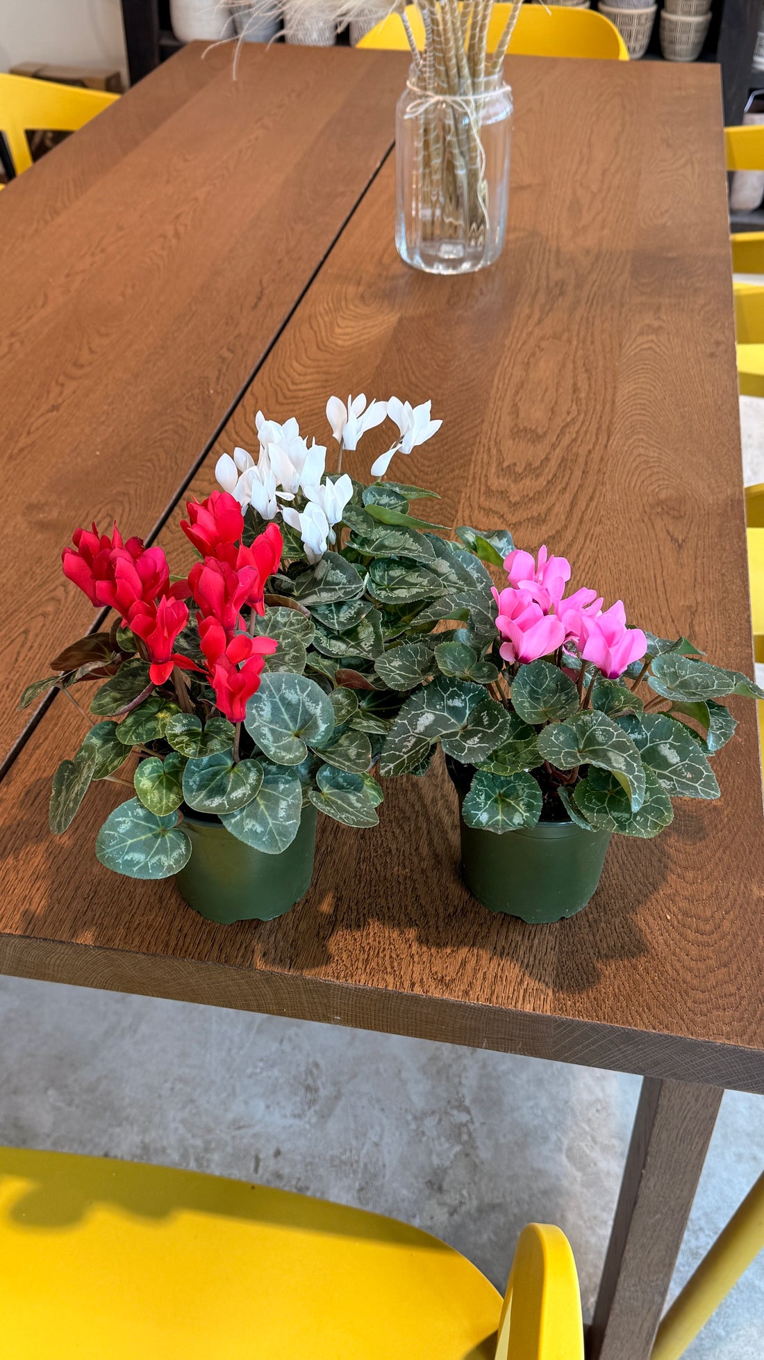 Cyclamen