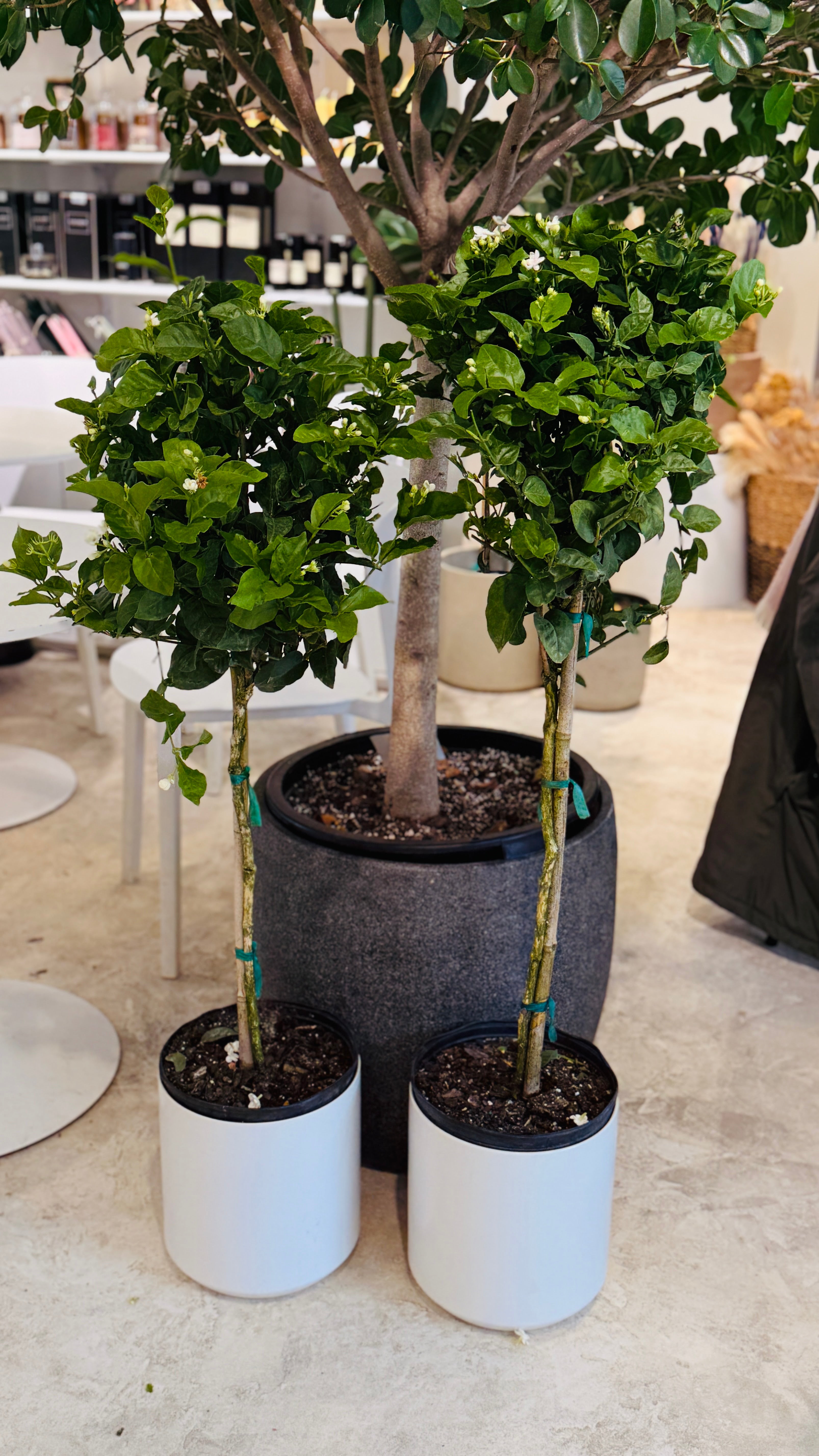 Jasmine Sambac 10" pot